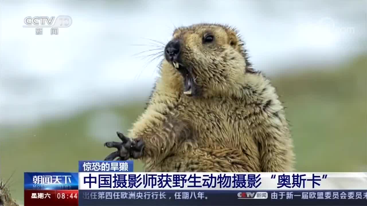 惊恐的旱獭 中国摄影师获野生动物摄影"奥斯卡"