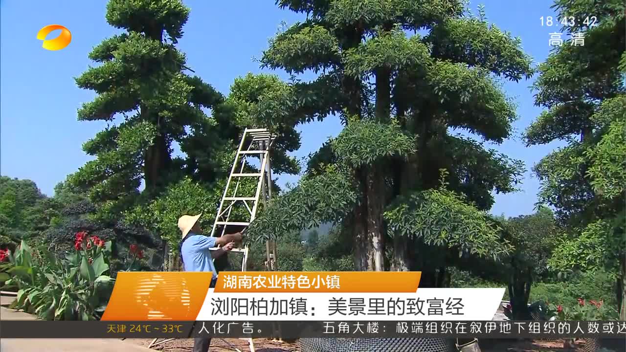 湖南农业特色小镇丨浏阳柏加镇:美景里的致富经